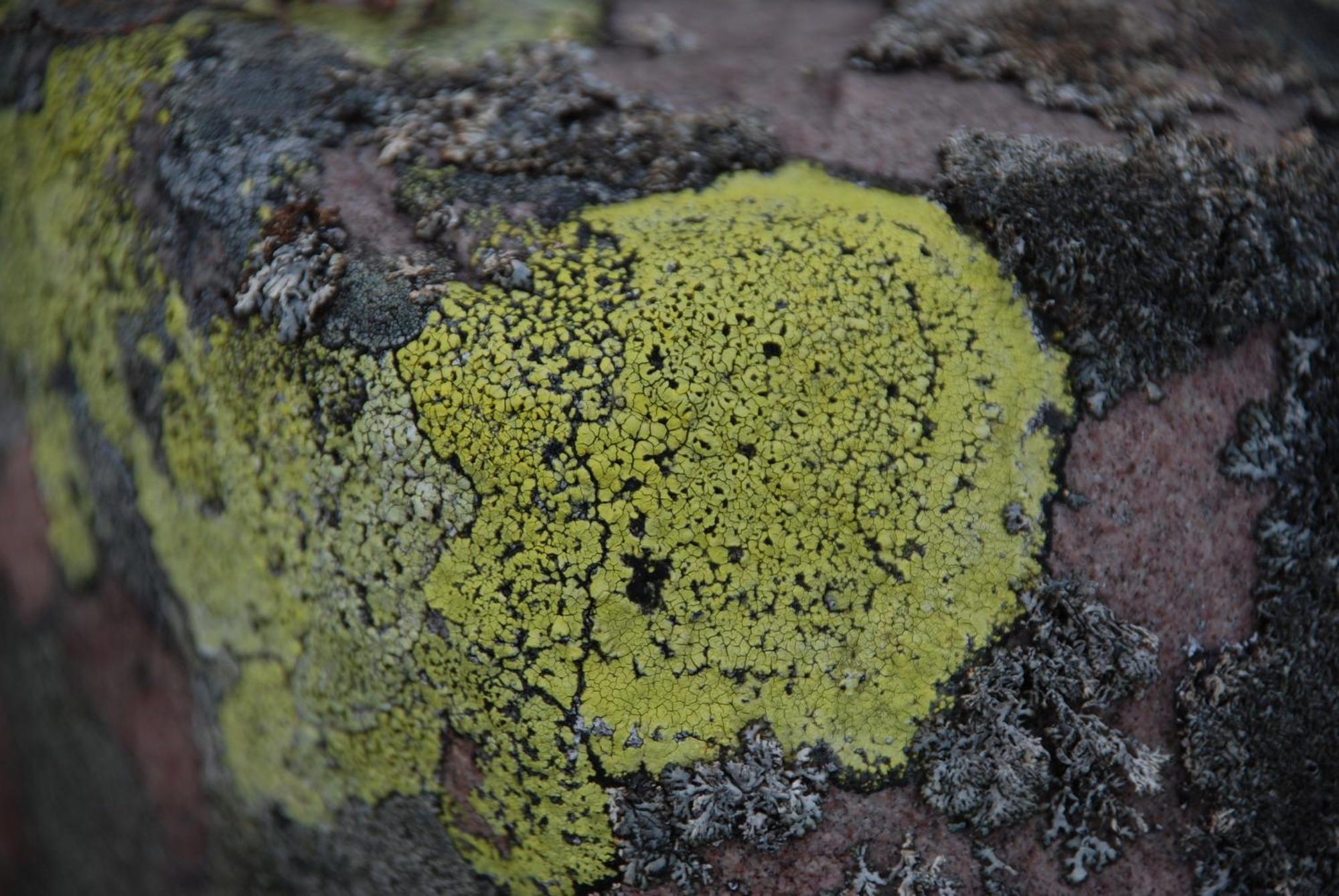12 - Fulufjellets Nasjonalparker - Natur-, Dyre- Og Fugleopplevelser Ljørdal Exterior foto